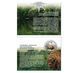 5 UAH coin 2026 Ukraine "Chernobyl. Rebirth. Bison" in souvenir packaging